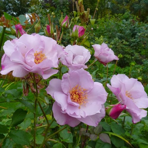 Shop - Rosa Odyssey™ - rosa - floribundarosen - diskret duftend - Frank R. Cowlishaw - Dekorative Rose mit außerordentlicher Farbe. Sie wirkt sehr gut in Bottichen, aber auch in Blumenbeeten.